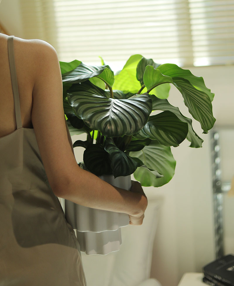 青苹果竹芋室内桌面美观好养