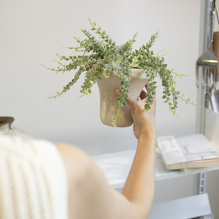 诗与自然 锦叶百万心小众ins风盆栽垂吊悬挂藤蔓类花叶绿植盆景