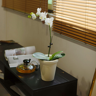 诗与自然 白蝴蝶兰洋兰开花植物盆栽小众兰花带花苞发货年宵花卉