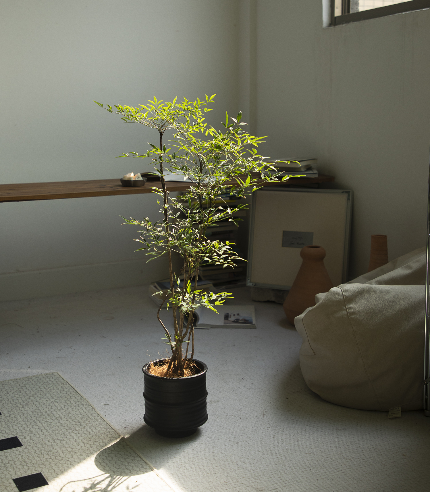 小叶南天竹植物室内净化空气绿植盆栽四季常绿盆景办公桌面绿植