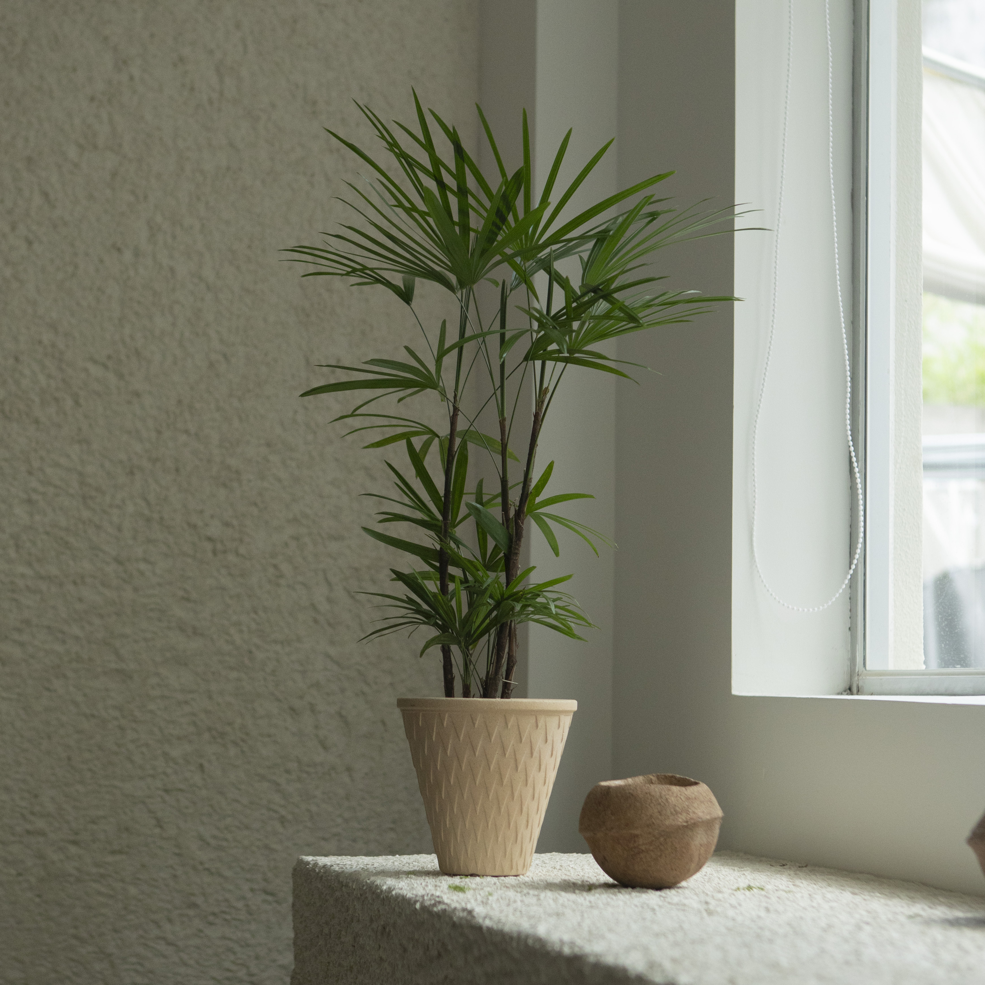 带有中式风格的植物~~