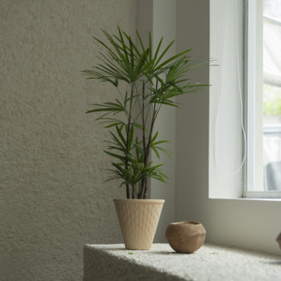 诧寂绿植盆景样板间小众植物 禅意中古风格 诗与自然 金山棕竹中式