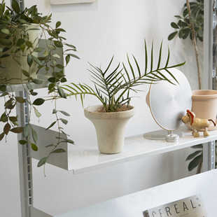 饰盆景植物 植物盆栽民宿酒店装 诗与自然 鱼骨蔓绿绒小众ins风格