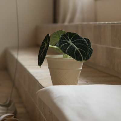 哇哇~~叶片偏黑色的植物呀~