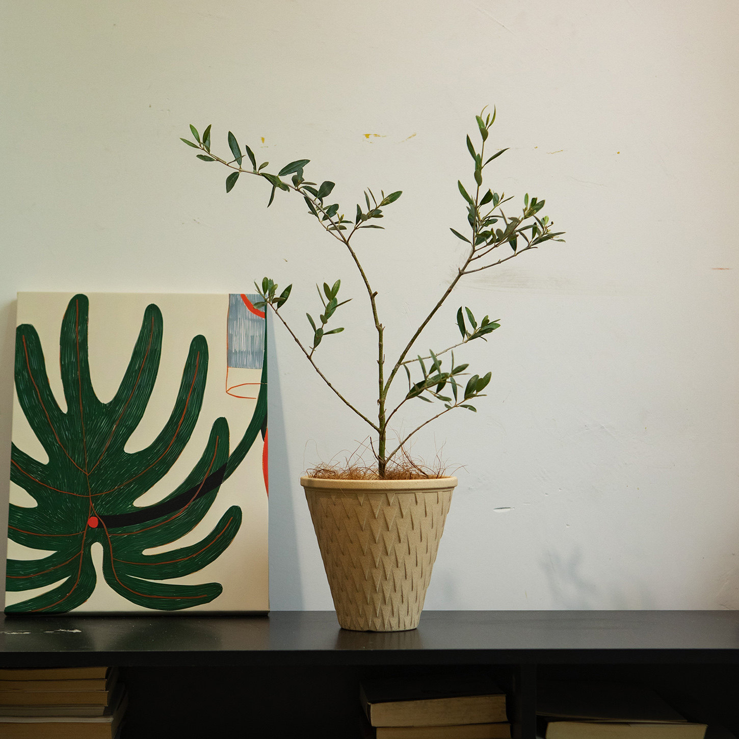 地中海橄榄树小众植物，有格调！