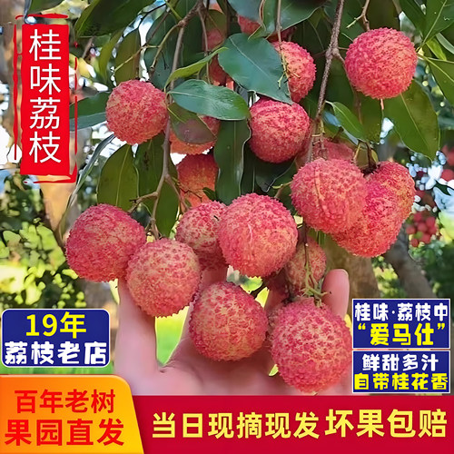 3斤装特级从化桂味荔枝顺丰冷链