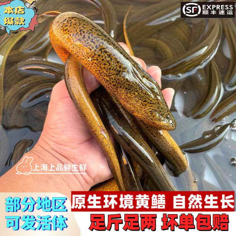 【正宗土黄鳝】活体鳝丝新鲜现杀鳝片响油鳝糊放生大土白盘鳝鱼肉,水产肉类/新鲜蔬果/熟食,淡水鱼类,淘宝优惠券,粉丝福利购,淘宝优惠卷