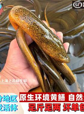 【正宗土黄鳝】活体鳝丝新鲜现杀响油鳝糊放生大土白鳝鱼肉