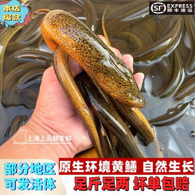 【正宗土黄鳝】活体鳝丝新鲜现杀响油鳝糊放生大土白鳝鱼肉