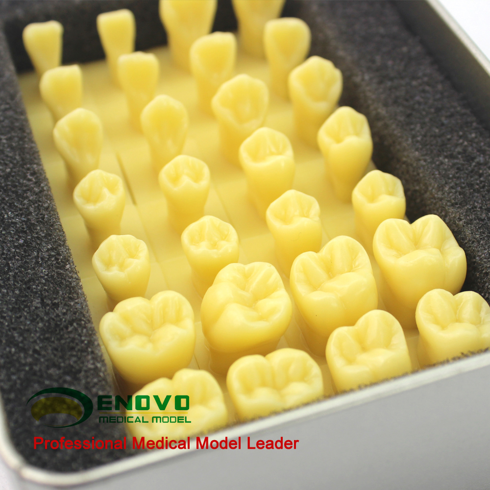 enovo颐诺雕牙标准牙齿模型 口腔齿科教学牙体解剖雕刻形态模型口