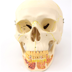 颌面外科解剖仿真头颅骨口腔科头骨 ENOVO颐诺成人头骨模型下颌骨