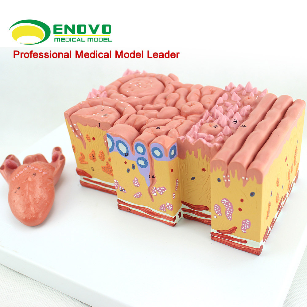 enovo颐诺医学人体舌部解剖模型舌苔舌乳头味蕾口腔消化内科教学