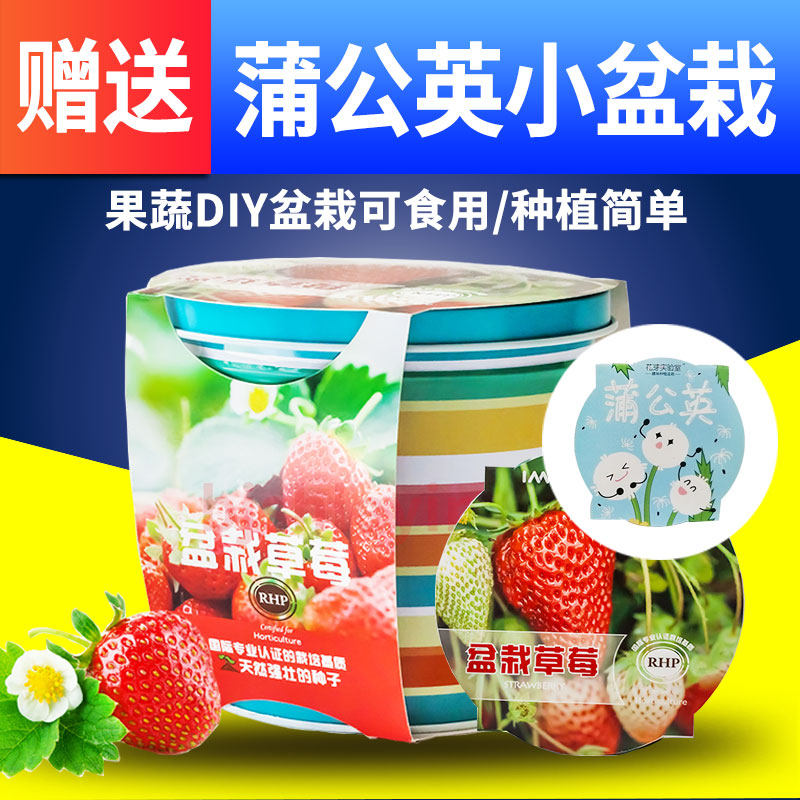 儿童植物种植小盆栽迷你黄瓜番茄DIY室内幼儿园观察草莓种子生长