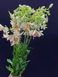 荷兰斑白欧洲百合5支lilium martagonalb L iflorum