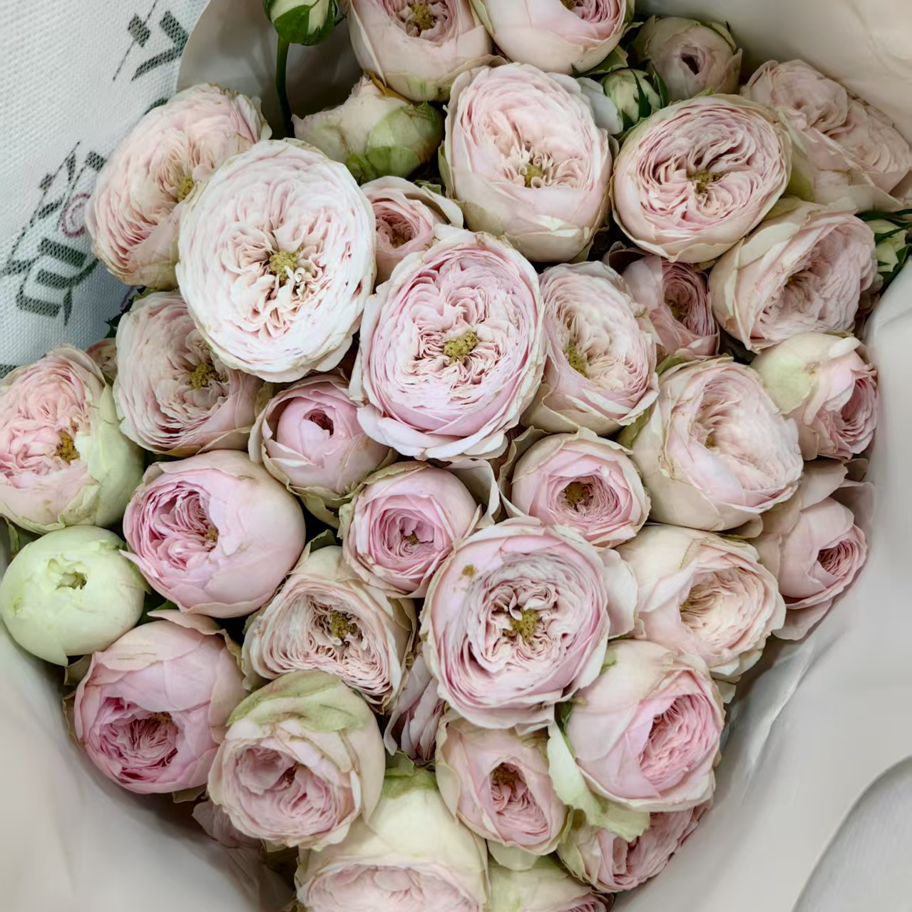 精品花材酷皮多头玫瑰花