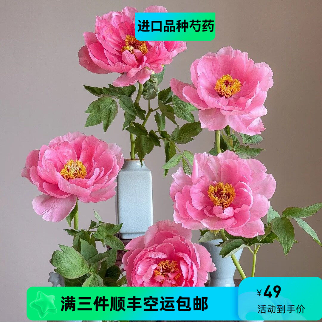 芍药季进口品种牡丹芍药花混搭套餐鲜切花家庭插花顺丰空运包邮