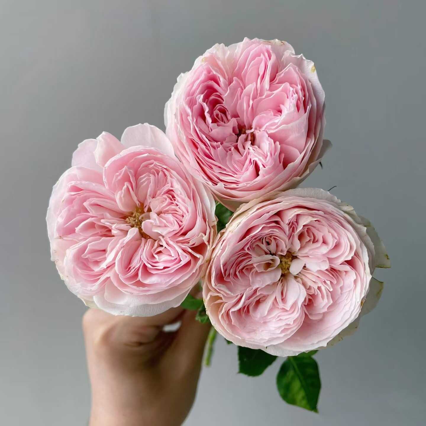 同城甄选精品花材酷皮玫瑰花