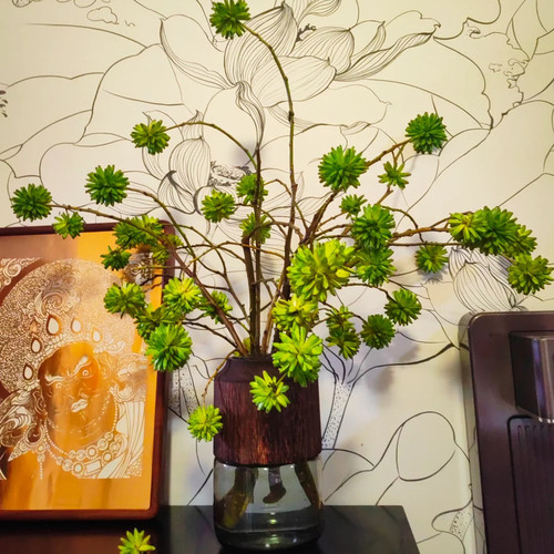 同城甄选精品花材喜树果鲜切枝条