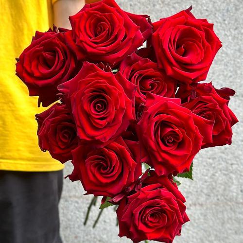 厄瓜多尔进口玫瑰explorer探险家