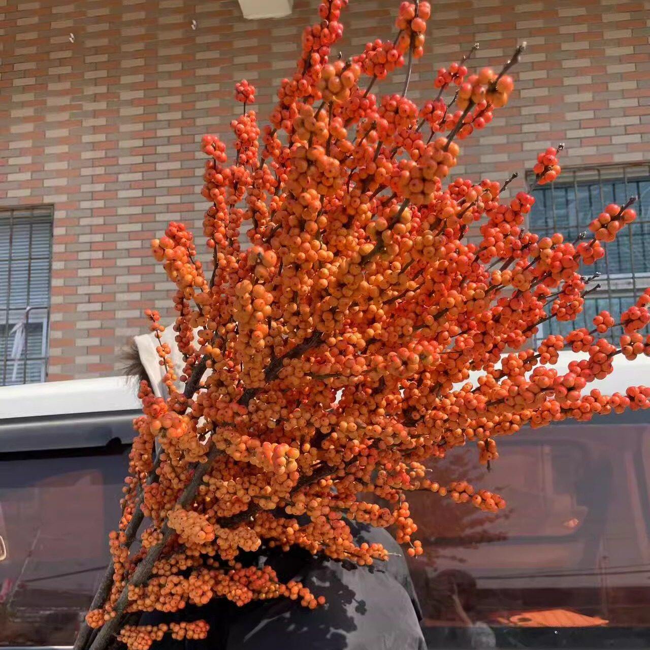 精品花卉甄选北美进口冬青鲜花速递爱马仕橙冬青富贵籽一支独秀
