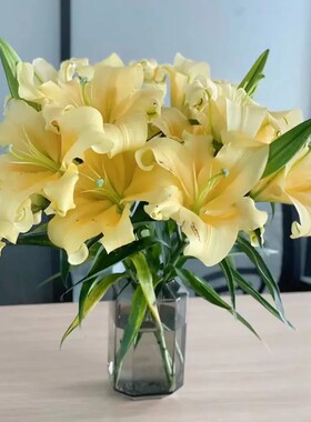 黄帝香水百合精品花卉鲜切花热卖