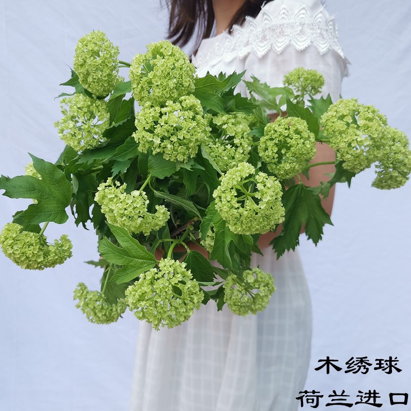 木绣球高端荷兰进口花期长