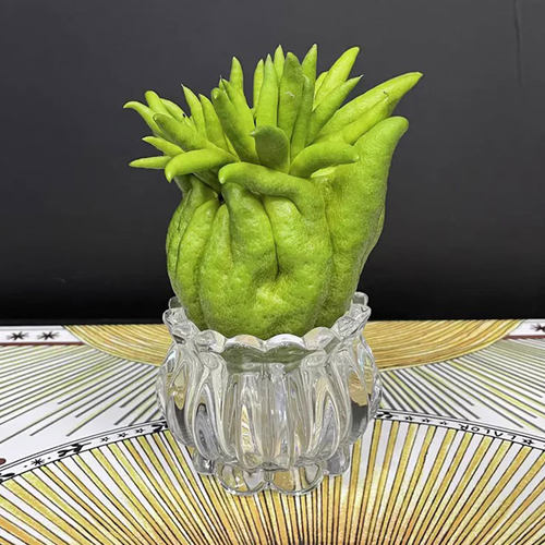 精选新鲜佛手柑青果香鲜切枝顺丰