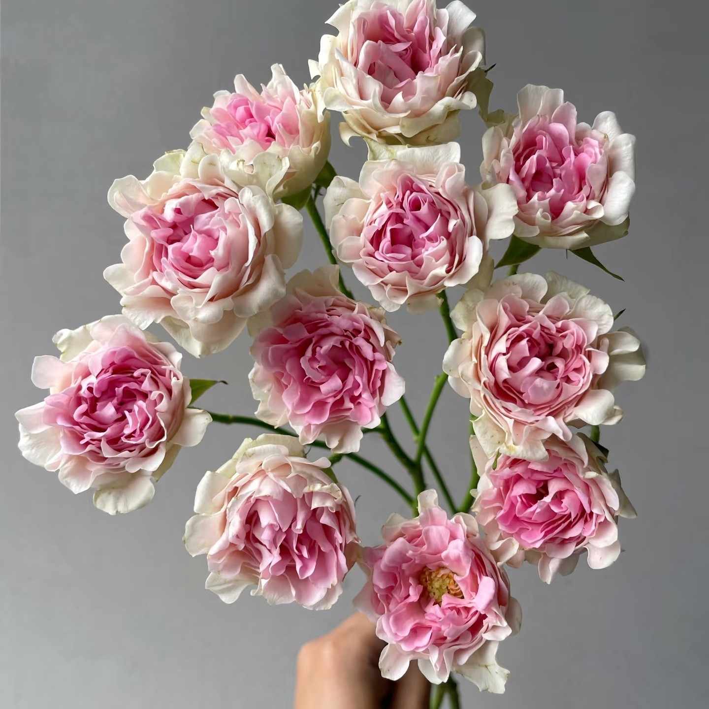 小众花材LUV多头玫瑰花鲜切花