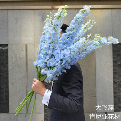 肯尼亚进口鲜花大飞燕多色选择