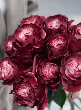 厄瓜多尔进口鲜花染色DUSTY ROSE灰蔷薇玫瑰花精品鲜切花10支