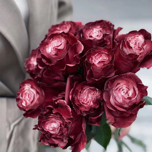 厄瓜多尔进口鲜花染色DUSTY ROSE灰蔷薇玫瑰花精品鲜切花10支
