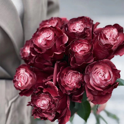 厄瓜多尔进口玫瑰花灰蔷薇