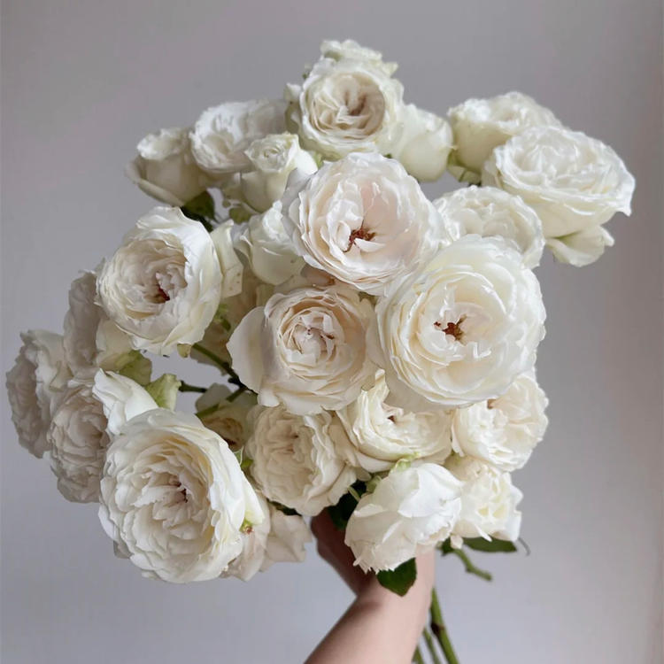 肯尼亚进口白色仙子之吻多头玫瑰