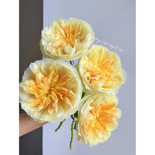 同城甄选厄瓜多尔原色ANTONIA GARDENS安东尼亚花园玫瑰10支新品