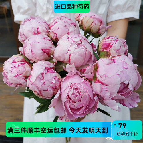进口品种花材芍药花粉莎拉热卖
