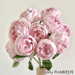 严选精品肯尼亚进口花园玫瑰花Peony Pink粉牡丹鲜花速递全国10支