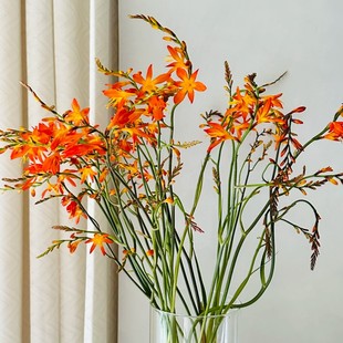 同城鲜花严选精品鲜花速递全国小众火焰兰鲜切花配叶配花家庭用花