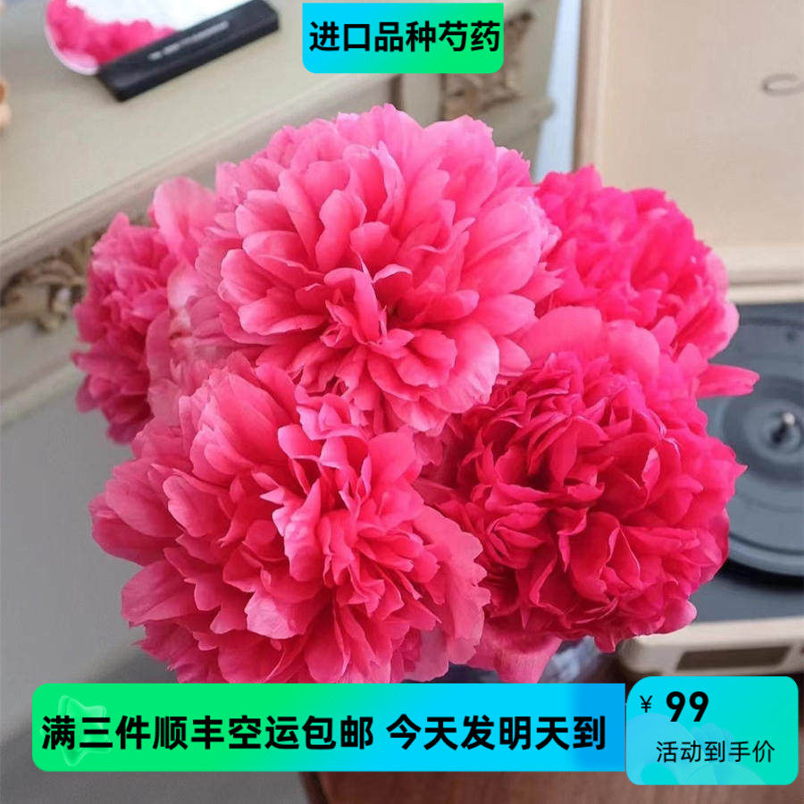 甄选进口品种御前表演芍药鲜花全国速递鲜切花5支顺丰三件包邮
