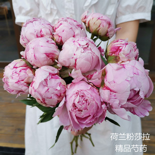 年宵花卉三八节花材粉莎拉芍药花鲜花速递全国花材鲜切花5支顺丰