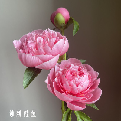 进口品种三文鱼蚀刻鲑鱼芍药花