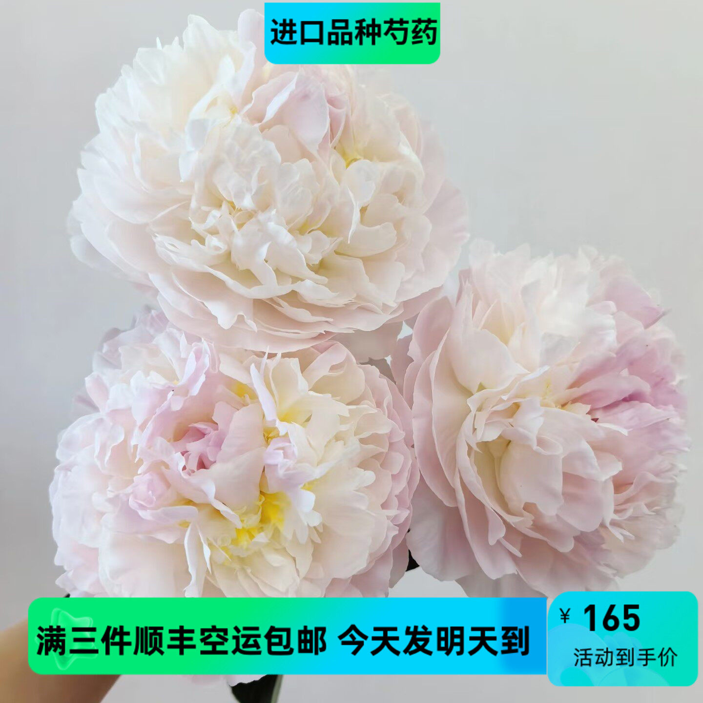 进口品种羞涩女王芍药花材鲜花速递全国室内插花热卖5支三件包邮