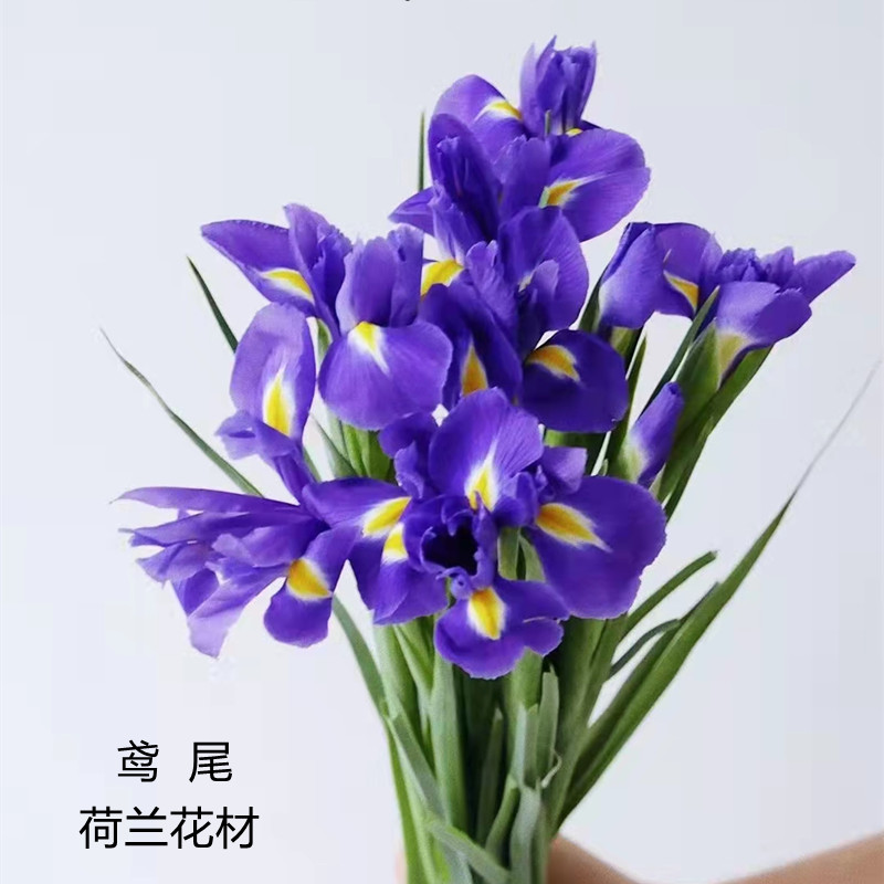 荷兰进口花材鸢尾爱丽丝鲜切花