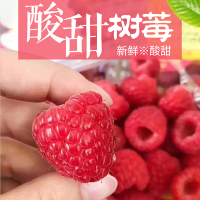 现货新鲜红树莓6盒装大果鲜果