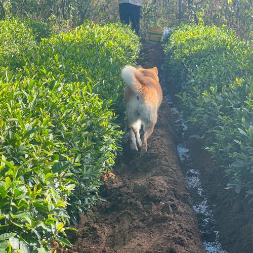议价24小时为您服务即墨区内的各个区域跑腿，夜间急事速办，物品