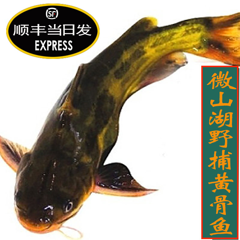 黄辣丁鲜活鱼野湖河里纯自然生长