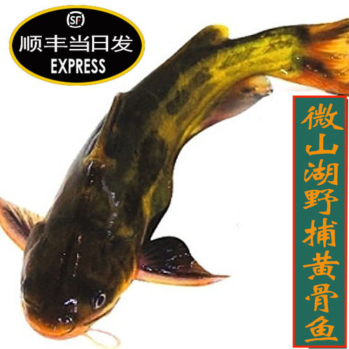 黄辣丁鲜活鱼野湖河里纯自然生长