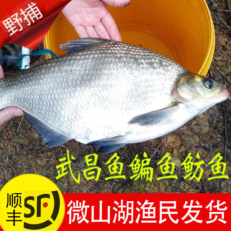 微山湖野捕新鲜鲜活活鱼现杀武昌鱼鳊鱼扁鱼三角鲂团头鲂淡水产鱼