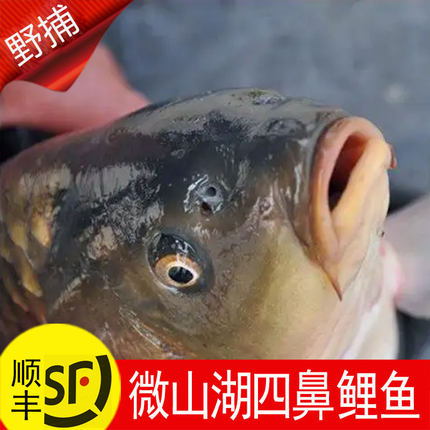 鲜活微山湖四鼻鲤鱼新鲜活鱼现杀原生态淡水鱼野外捕获大鱼顺丰