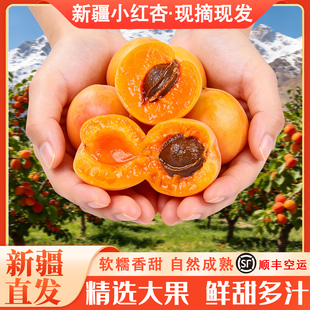 新疆小红杏阿克苏正宗新鲜水果吊干杏子新鲜水果现摘胜小白杏顺丰