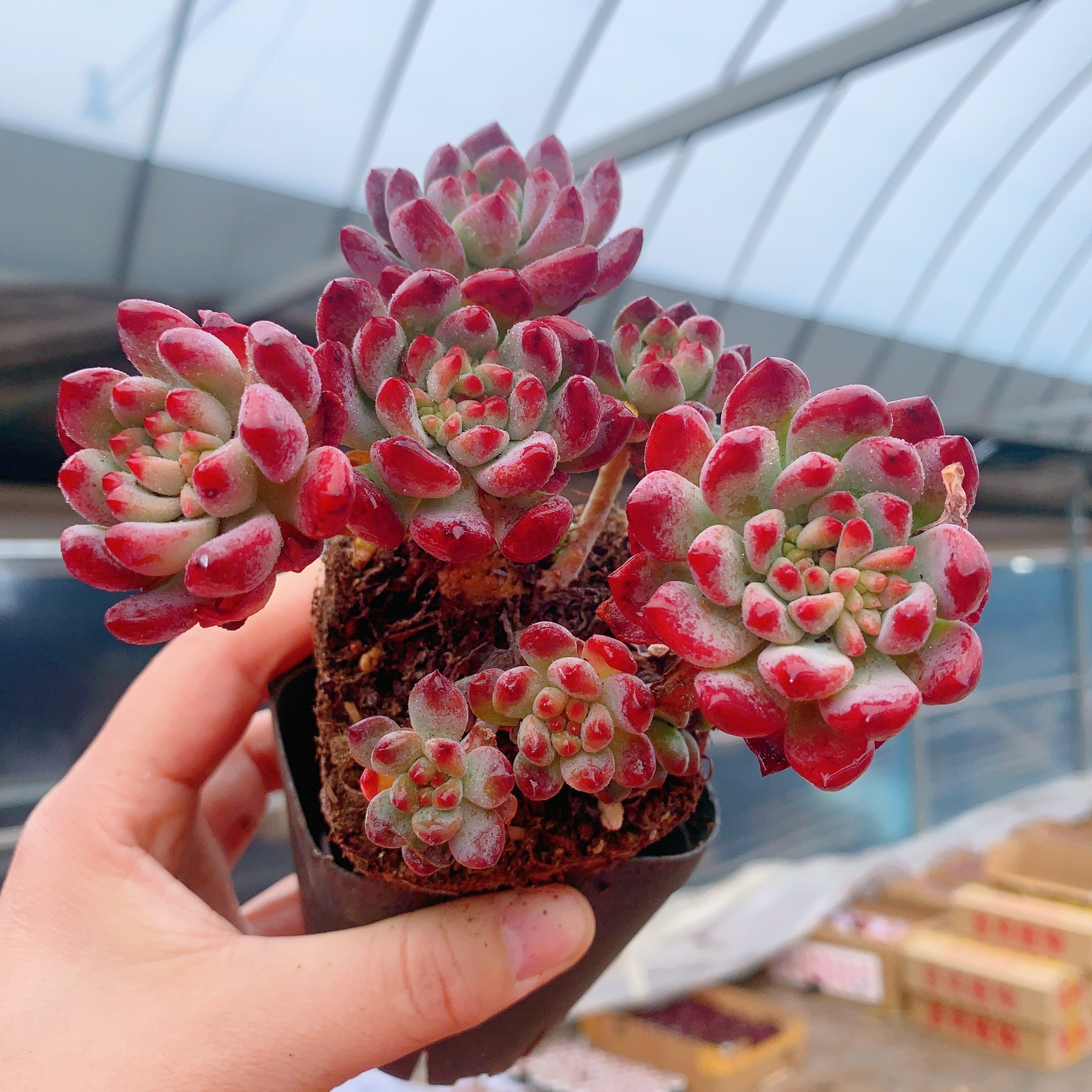 蓝苹果老桩多肉植物蓝精灵绿植盆栽,鲜花速递/花卉仿真/绿植园艺,多肉植物,淘宝优惠券,粉丝福利购,淘宝优惠卷